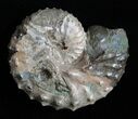 Inch Discoscaphites Ammonite - South Dakota #2057-1